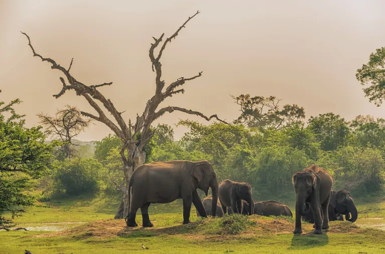 Elephant yala national park